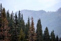 panoramic view of misty forest in western carpathian mountains. Royalty Free Stock Photo