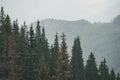 panoramic view of misty forest in western carpathian mountains. Royalty Free Stock Photo