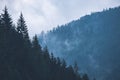 panoramic view of misty forest in western carpathian mountains. Royalty Free Stock Photo