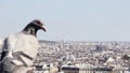 Panoramic view of Montmarte and Paris with bird on foreground