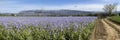 Sainte Victoire and Flowers