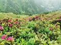 Panoramic view of mountain valley witg mountain blossoms in front