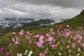 Cosmos flower field on the top of mountain, Chiang Rai