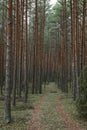 Panoramic view of the mysterious pine forest. Tree trunks close-up.