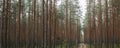 Panoramic view of the mysterious pine forest. Tree trunks close-up.