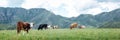 Panoramic view of natural pasture of cows on green meadows in mountains Royalty Free Stock Photo