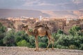 Panoramic view on the oasis of Tinghir with Camel