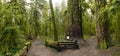 Panoramic view of old growth forest in Cathedral Grove park, Vancouver Island Royalty Free Stock Photo