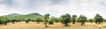 Panoramic view of Olive Farm. Royalty Free Stock Photo