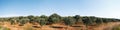 Panoramic view of Olive Farm Royalty Free Stock Photo
