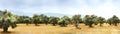 Panoramic view of Olive Farm. Royalty Free Stock Photo