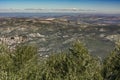 panoramic view of an olive grove, sunny winter day after harvesting the olives Royalty Free Stock Photo