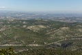 Panoramic view of an olive grove, sunny winter day after harvesting the olives Royalty Free Stock Photo