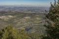 Panoramic view of an olive grove, sunny winter day after harvesting the olives Royalty Free Stock Photo