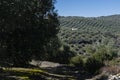 Panoramic view of an olive grove, sunny winter day after harvesting the olives Royalty Free Stock Photo