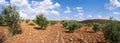Panoramic view of olive trees in the field Royalty Free Stock Photo