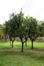 Panoramic view of Orange garden, Giardino degli Aranci, in Rome,