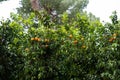 Panoramic view of Orange garden, Giardino degli Aranci, in Rome,