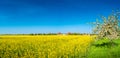 Panoramic view over beautiful farm landscape of rapeseed yellow field and white cherry tree aka in Spring