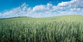 Panoramic view over beautiful green farm landscape with light and shadow waves at growing wheat field in Germany with clouds in Royalty Free Stock Photo