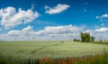 Panoramic view over beautiful green farm landscape with red poppies flowers in Germany with clouds in sky, and high voltage power Royalty Free Stock Photo