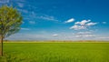 Panoramic view over beautiful green and yellow farm landscape and lonely tree at sunset in Spring in Germany, with blue sky, copy Royalty Free Stock Photo