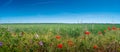 Panoramic view over beautiful green and yellow farm landscape with poppy flowers and growing wheat field, Germany at sunny day and