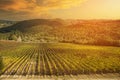 Panoramic view over Chianti vineyard landscape with stone house in Tuscany, Italy Royalty Free Stock Photo