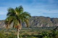 Panoramic view over landscape with mogotes in Vinales Valley, Cuba