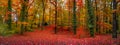 Panoramic view over magical deciduous forest landscape with moss, lichen and epiphyte like vine lianas at golden Autumn colors Royalty Free Stock Photo