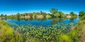 Panoramic view over a pond near Elbe river with water lilies at sunny day and blue sky, Magdeburg, Germany Royalty Free Stock Photo