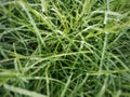 Panoramic view of overgrown green grass Isolated on white background with water droplets Royalty Free Stock Photo