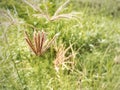 Panoramic view of overgrown green grass Isolated on white background with water droplets Royalty Free Stock Photo