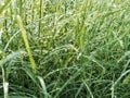 Panoramic view of overgrown green grass Isolated on white background with water droplets Royalty Free Stock Photo