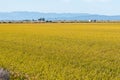 Panoramic view of a paddy field in the Ebro Delta, in Catalonia, Spain, with the ripe rice in the plant before harvesting Royalty Free Stock Photo