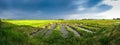 Panoramic view at the paddy field in Kedah Malaysia Royalty Free Stock Photo