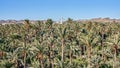 Panoramic view of the Palmeral of Elche and Bimilenario bridge in the background. Royalty Free Stock Photo
