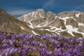 Panoramic view of the peak of Gran Sasso massif with flowering of crocus vernus during spring season Royalty Free Stock Photo