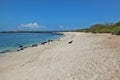 Panoramic view of Playa Carola white sandy beach with lighthouse at the end of the beach San Cristobal Galapagos island Royalty Free Stock Photo