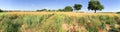 Panoramic view of poppies meadow, Tuscany Royalty Free Stock Photo