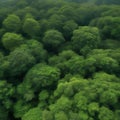 A panoramic view of a pristine and lush rainforest canopy from a treetop observation platform4 Royalty Free Stock Photo