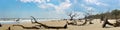 A panoramic view of a pristine undeveloped beach on a barrier island.
