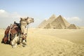 Panoramic View Of The Pyramids From Giza Plateau, Cairo, Egypt Royalty Free Stock Photo