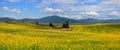 Rapeseed fields in Palouse Washington state