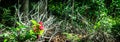panoramic view of a red onamental flower among plants on a forest floor Royalty Free Stock Photo