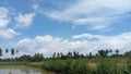 Panoramic view of rice fields with beautiful blue sky Royalty Free Stock Photo