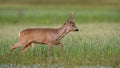 Roe deer buck in winter coat in spring walking on a green flooded meadow Royalty Free Stock Photo