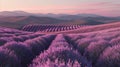 A panoramic view of rolling hills covered in rows of lavender capturing the essence of a peaceful countryside and Royalty Free Stock Photo