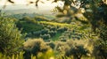 A panoramic view of the rolling hills with the glint of sunlight on the leaves of the olive trees Royalty Free Stock Photo