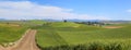 Panoramic view of rolling hills of wheat fields in Washington  state Royalty Free Stock Photo